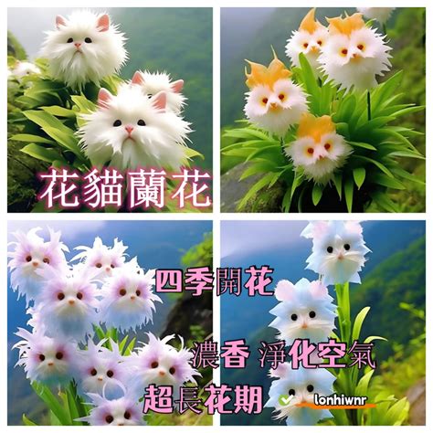 阴宅风水 紅眼貓蘭花